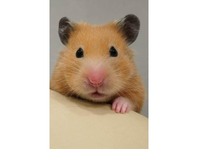 dispPetName($row['pet_name'])