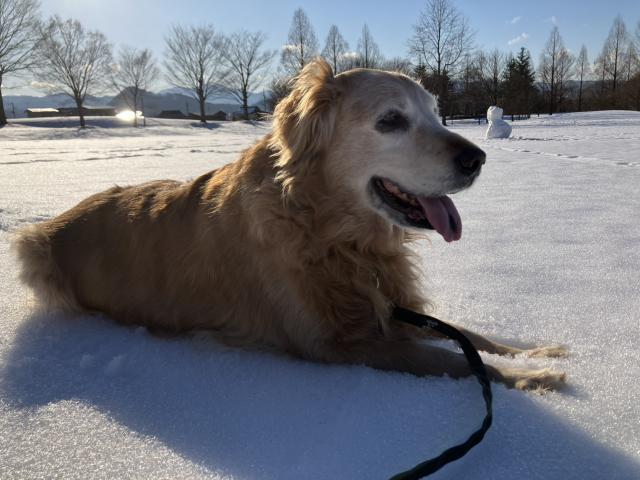 dispPetName($row['pet_name'])