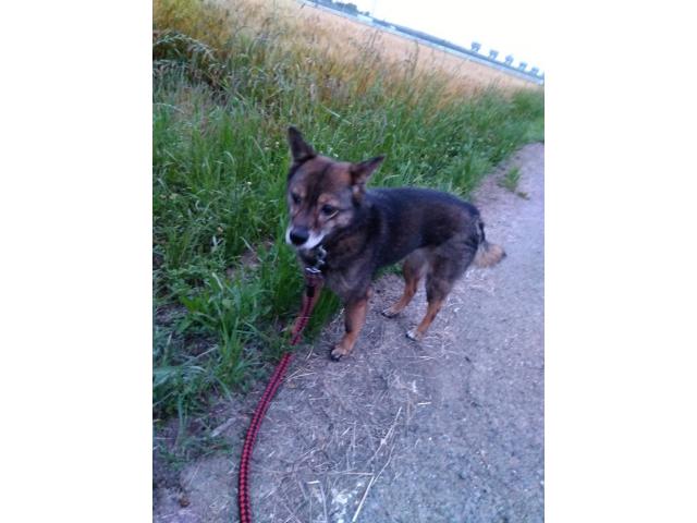 dispPetName($row['pet_name'])