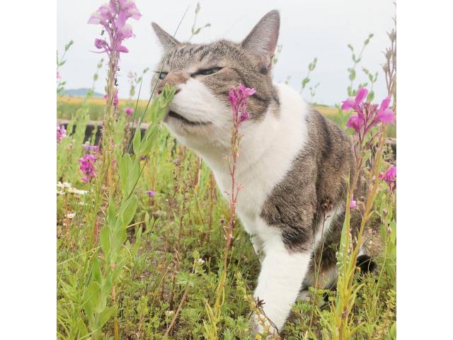 dispPetName($row['pet_name'])