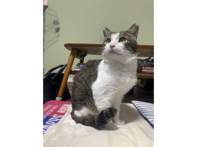 dispPetName($row['pet_name'])