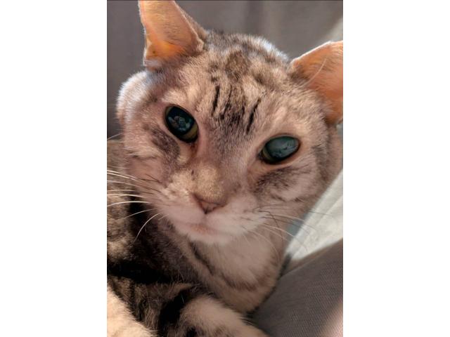 dispPetName($row['pet_name'])