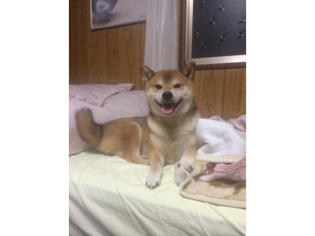 dispPetName($row['pet_name'])