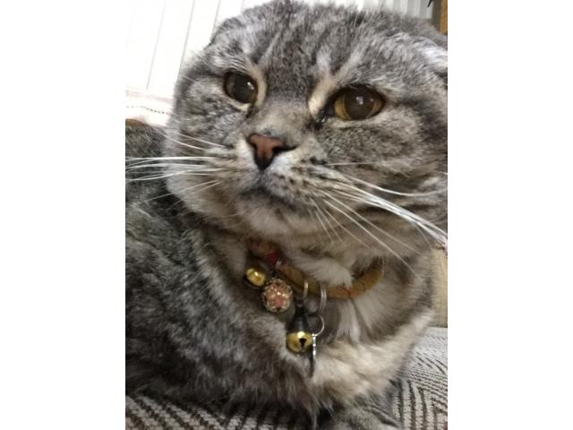 dispPetName($row['pet_name'])