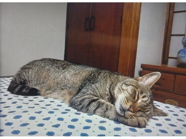 dispPetName($row['pet_name'])