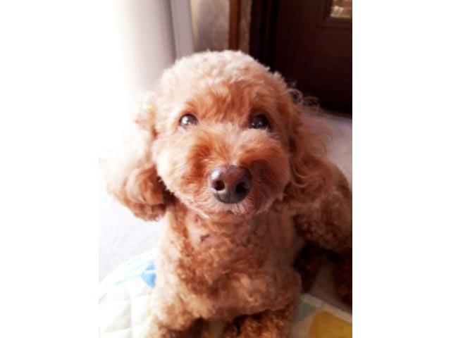 dispPetName($row['pet_name'])