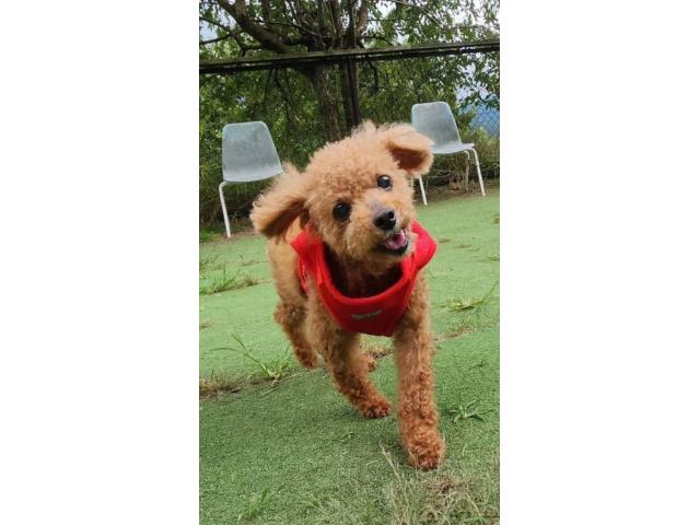 dispPetName($row['pet_name'])