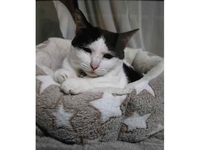 dispPetName($row['pet_name'])