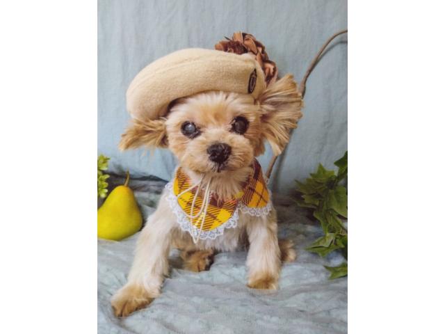 dispPetName($row['pet_name'])