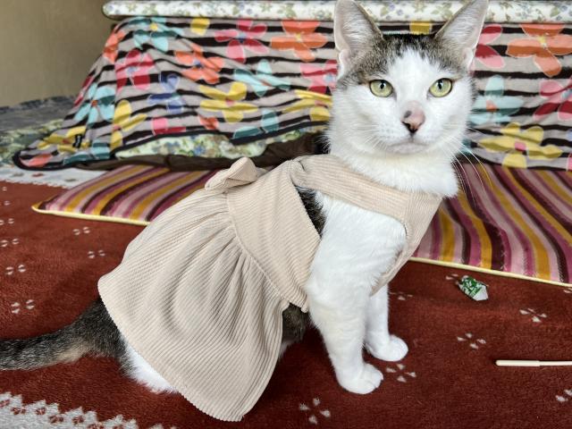 dispPetName($row['pet_name'])