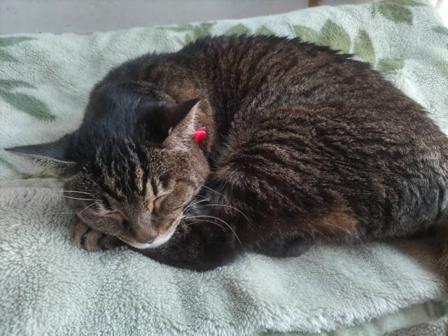 dispPetName($row['pet_name'])