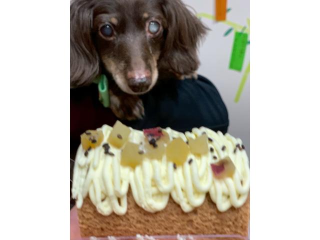 dispPetName($row['pet_name'])