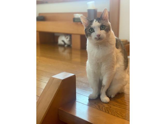 dispPetName($row['pet_name'])