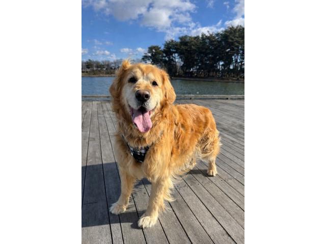 dispPetName($row['pet_name'])