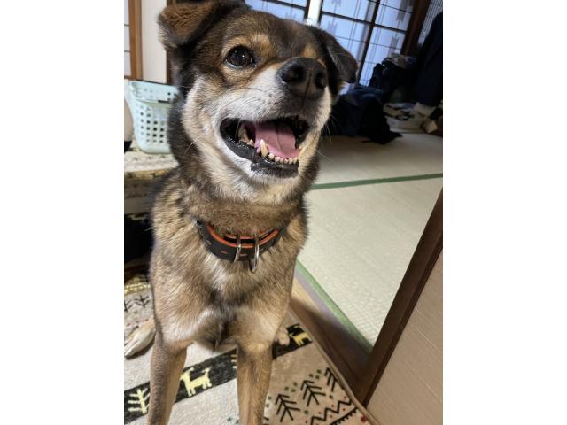 dispPetName($row['pet_name'])