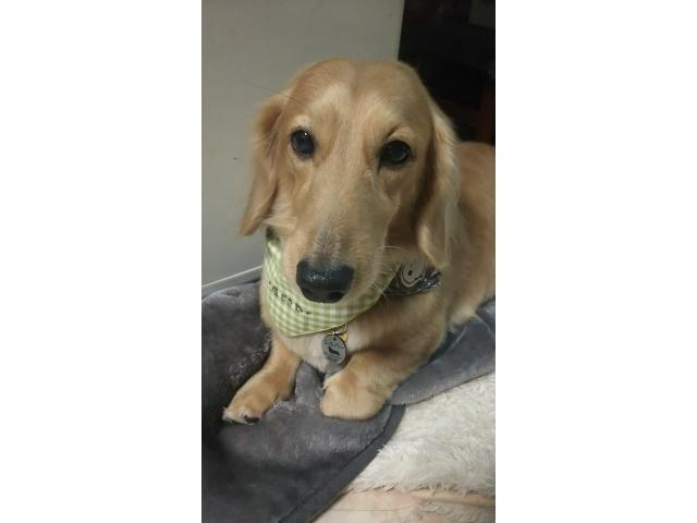 シルバーちゃん