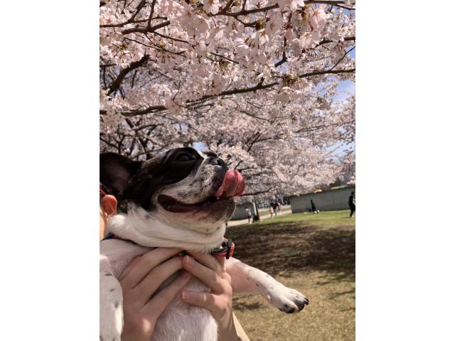 dispPetName($row['pet_name'])