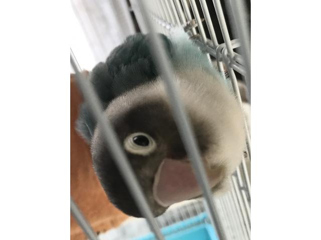 dispPetName($row['pet_name'])