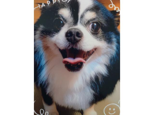 dispPetName($row['pet_name'])