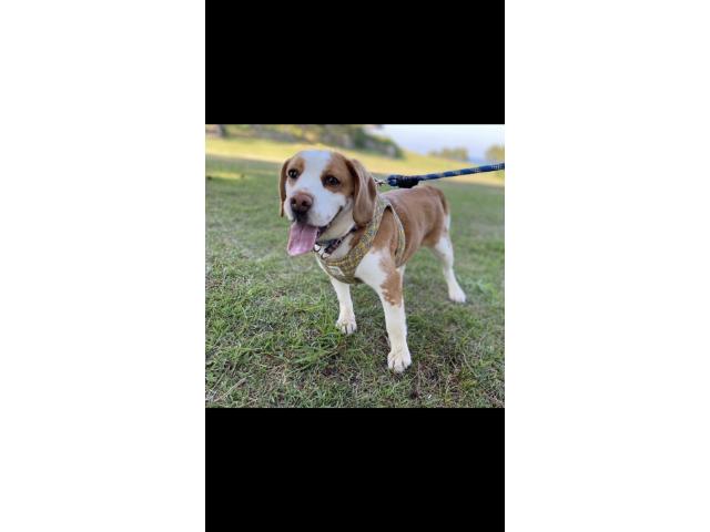 dispPetName($row['pet_name'])