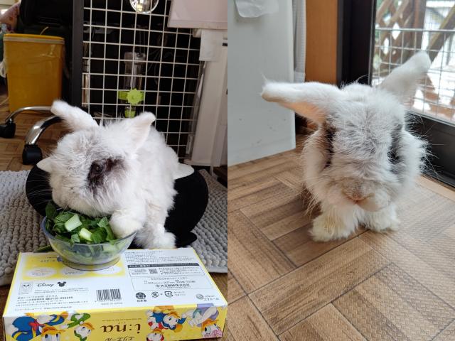 うたこ。ちゃん