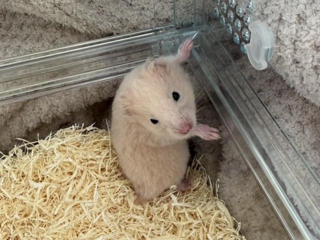 dispPetName($row['pet_name'])