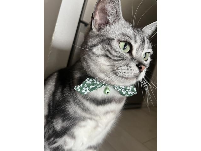 dispPetName($row['pet_name'])