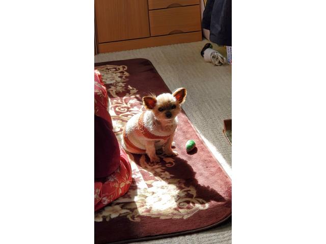 dispPetName($row['pet_name'])