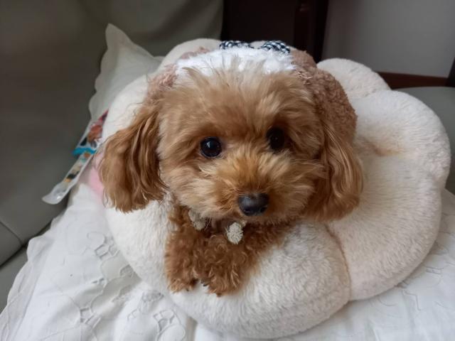 dispPetName($row['pet_name'])