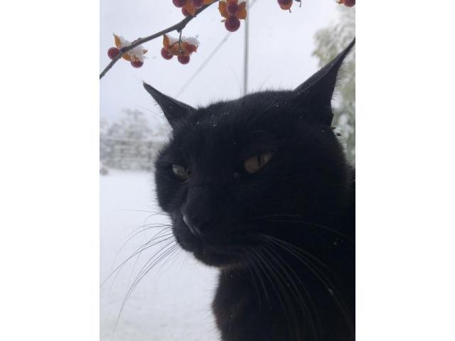 dispPetName($row['pet_name'])