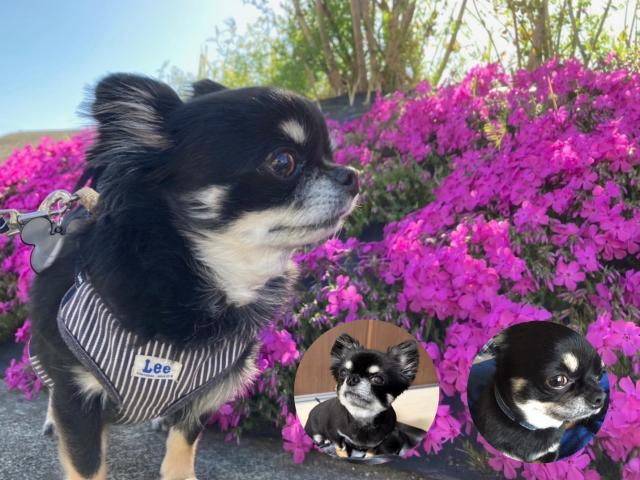 dispPetName($row['pet_name'])