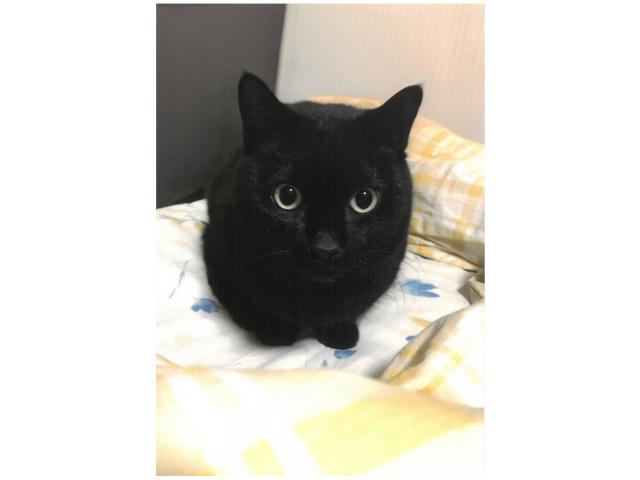 dispPetName($row['pet_name'])