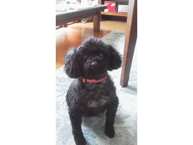 dispPetName($row['pet_name'])