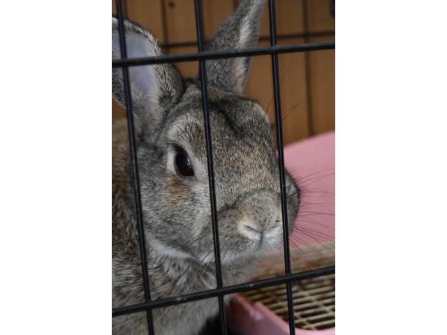 dispPetName($row['pet_name'])