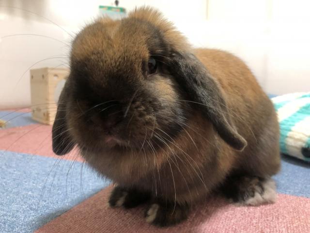 dispPetName($row['pet_name'])