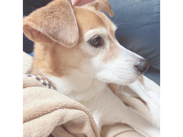 dispPetName($row['pet_name'])