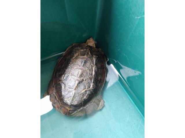 dispPetName($row['pet_name'])