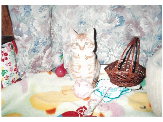 dispPetName($row['pet_name'])