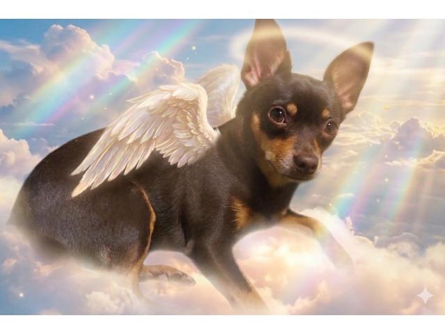 dispPetName($row['pet_name'])