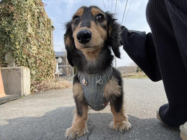 dispPetName($row['pet_name'])