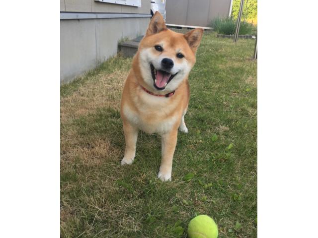 dispPetName($row['pet_name'])