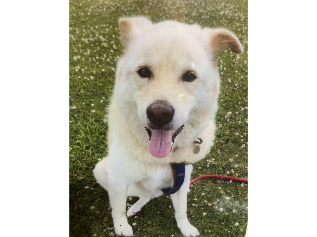 dispPetName($row['pet_name'])