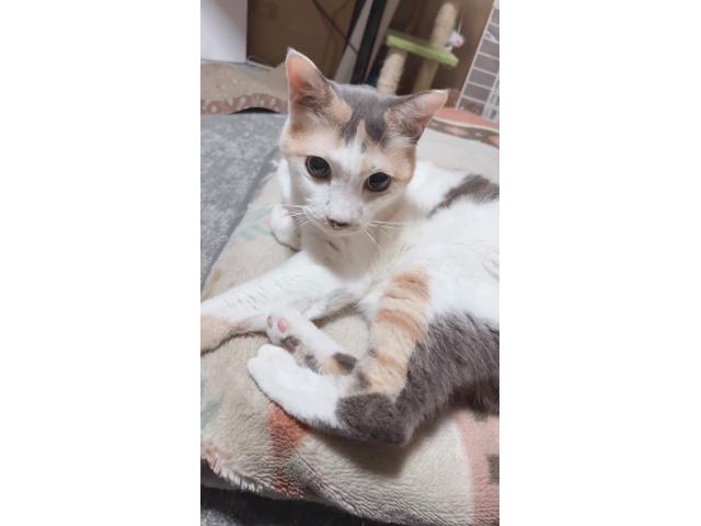dispPetName($row['pet_name'])