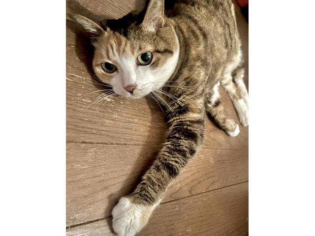 dispPetName($row['pet_name'])