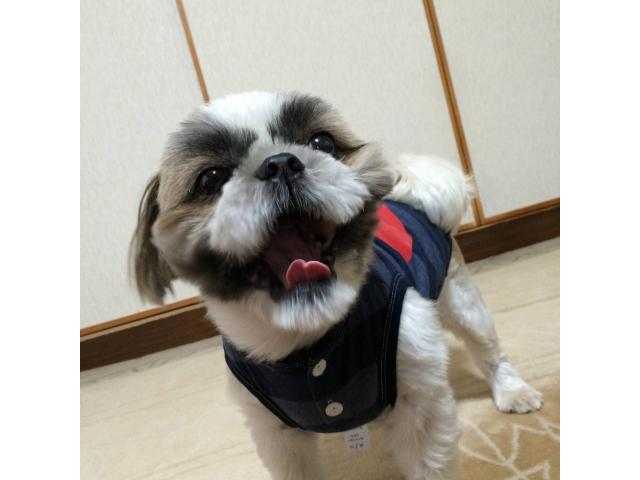 dispPetName($row['pet_name'])