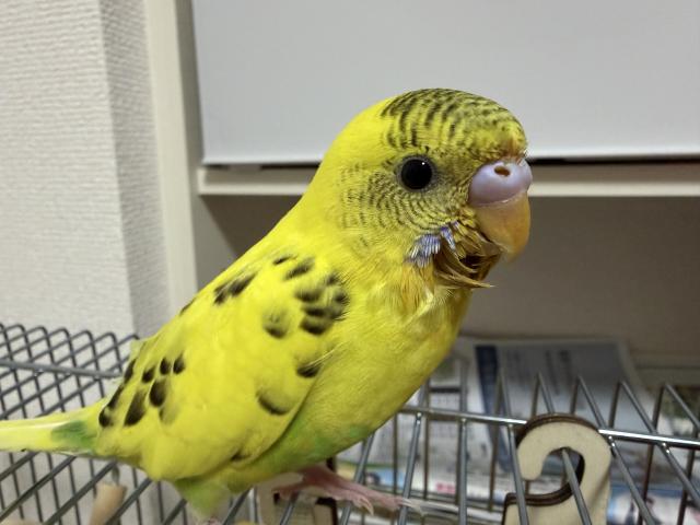 れもんちゃん