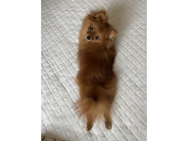 こたろうちゃん