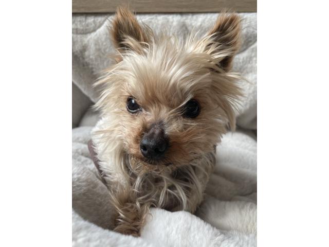 dispPetName($row['pet_name'])