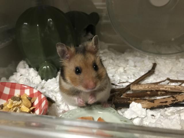 ミッチーちゃん