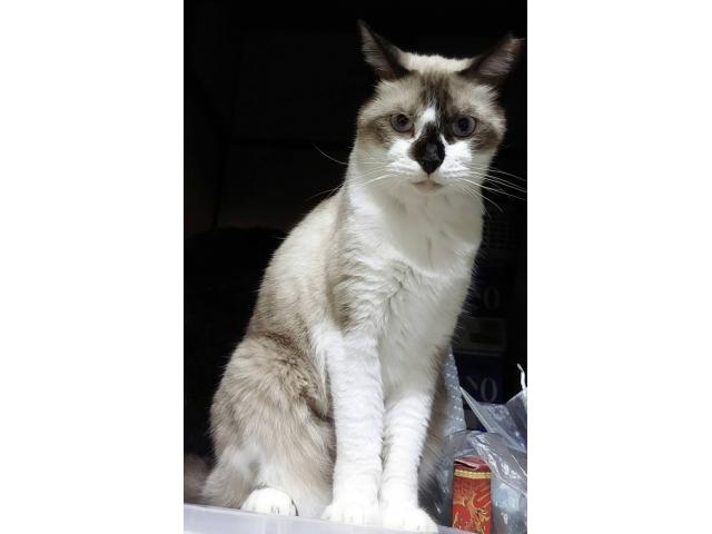 dispPetName($row['pet_name'])